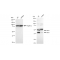 KD-Validated JNK1 Rabbit mAb (20 μl)