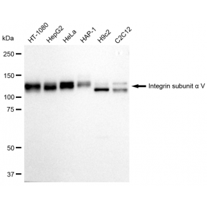 KD-Validated ITGAV Rabbit mAb (20 μl)