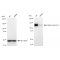 KD-Validated ITGAV Rabbit mAb (20 μl)