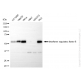 KD-Validated IRF3 Rabbit mAb (20 μl)