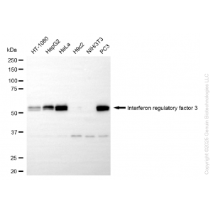 KD-Validated IRF3 Rabbit mAb (20 μl)