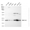 KD-Validated BAX Rabbit mAb (20 μl)