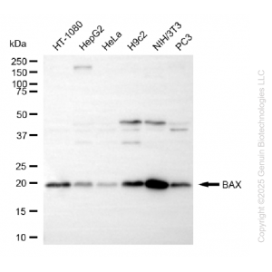 KD-Validated BAX Rabbit mAb (20 μl)