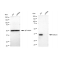 KD-Validated RAD51 Rabbit mAb (20 μl)
