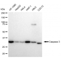 KD-Validated CASP3 Rabbit mAb (20 μl)