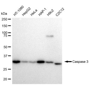 KD-Validated CASP3 Rabbit mAb (20 μl)