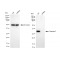 KD-Validated CASP3 Rabbit mAb (20 μl)