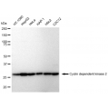KD-Validated CDK2 Rabbit mAb (20 μl)