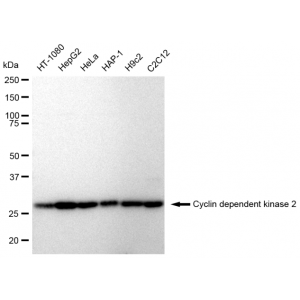 KD-Validated CDK2 Rabbit mAb (20 μl)