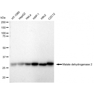 KD-Validated MDH2 Rabbit mAb (20 μl)