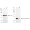 KD-Validated MDH2 Rabbit mAb (20 μl)