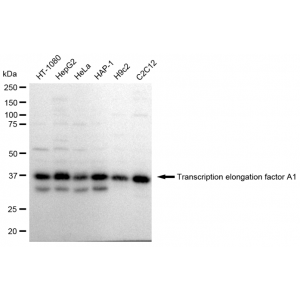 KD-Validated TCEA1 Rabbit mAb (20 μl)