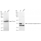 KD-Validated TCEA1 Rabbit mAb (20 μl)