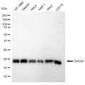 KD-Validated CDC42 Rabbit mAb (20 μl)