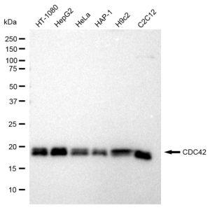 KD-Validated CDC42 Rabbit mAb (20 μl)