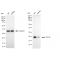 KD-Validated CDC42 Rabbit mAb (20 μl)