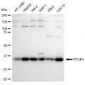 KD-Validated STUB1 Rabbit mAb (20 μl)