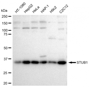 KD-Validated STUB1 Rabbit mAb (20 μl)
