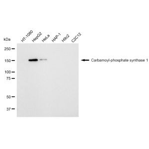 KD-Validated CPS1 Rabbit mAb (20 μl)