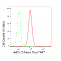 KD-Validated AdSS 2 Rabbit mAb (20 μl)