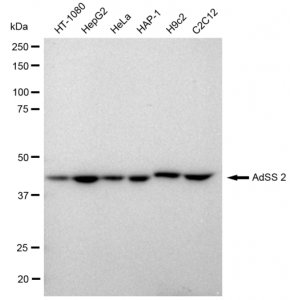 KD-Validated AdSS 2 Rabbit mAb (20 μl)