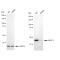 KD-Validated AdSS 2 Rabbit mAb (20 μl)