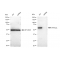 KD-Validated PPP3CA Rabbit mAb (20 μl)