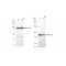 KD-Validated DDB2 Rabbit mAb (20 μl)