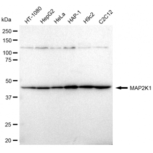KD-Validated MAP2K1 Rabbit mAb (20 μl)