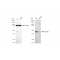 KD-Validated MAP2K1 Rabbit mAb (20 μl)