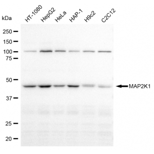 KD-Validated MAP2K1 Rabbit mAb (20 μl)
