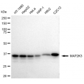 KD-Validated MAP2K3 Rabbit mAb (20 μl)
