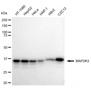 KD-Validated MAP2K3 Rabbit mAb (20 μl)