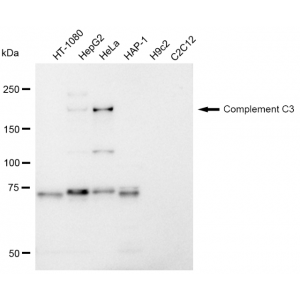 KD-Validated CPAMD1 Rabbit mAb (20 μl)