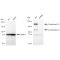 KD-Validated CPAMD1 Rabbit mAb (20 μl)
