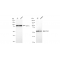 KD-Validated PAK2 Rabbit mAb (20 μl)