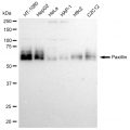 KD-Validated PXN Rabbit mAb (20 μl)