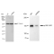 KD-Validated p150 CAF1 Rabbit mAb (20 μl)