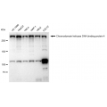 KD-Validated CHD-4 Rabbit mAb (20 μl)