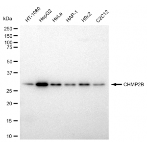 KD-Validated CHMP2B Rabbit mAb (20 μl)