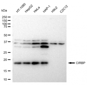 KD-Validated CIRBP Rabbit mAb (20 μl)