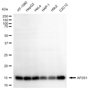 KD-Validated AP2S1 Rabbit mAb (20 μl)