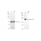 KD-Validated ACSL4 Rabbit mAb (20 μl)