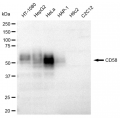 KD-Validated CD58 Rabbit mAb (20 μl)