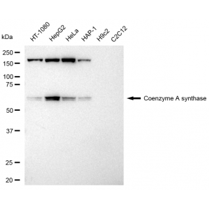 KD-Validated COASY Rabbit mAb (20 μl)