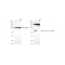 KD-Validated COASY Rabbit mAb (20 μl)