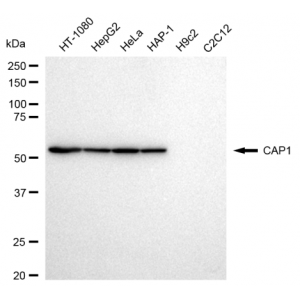 KD-Validated CAP1 Rabbit mAb (20 μl)