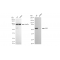 KD-Validated CAP1 Rabbit mAb (20 μl)
