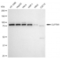 KD-Validated CLPTM1 Rabbit mAb (20 μl)
