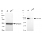 KD-Validated CLPTM1 Rabbit mAb (20 μl)